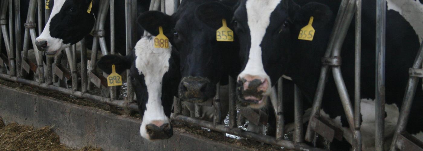 Cows at a dairy