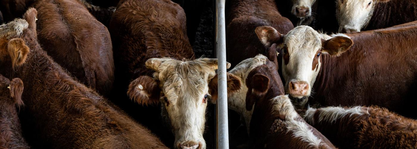 Cattle