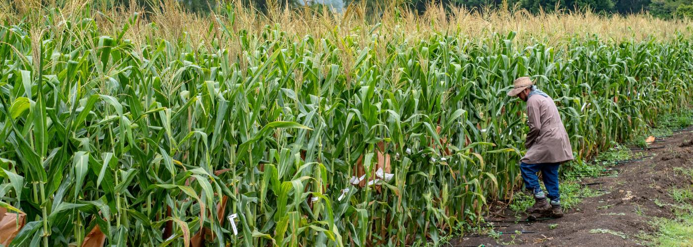 Field worker bagging maize ears