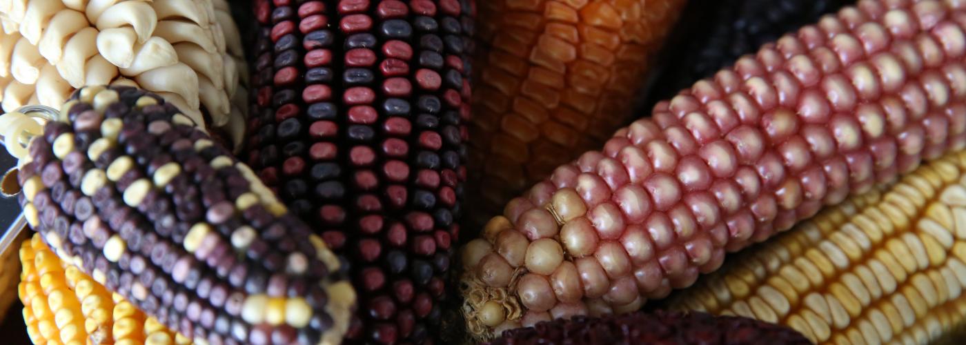 Wheat and maize improvement center in Mexico