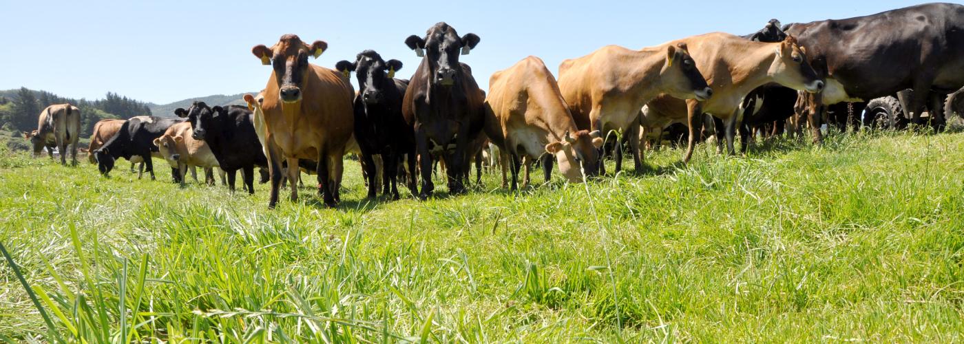 cows and nutrient management 
