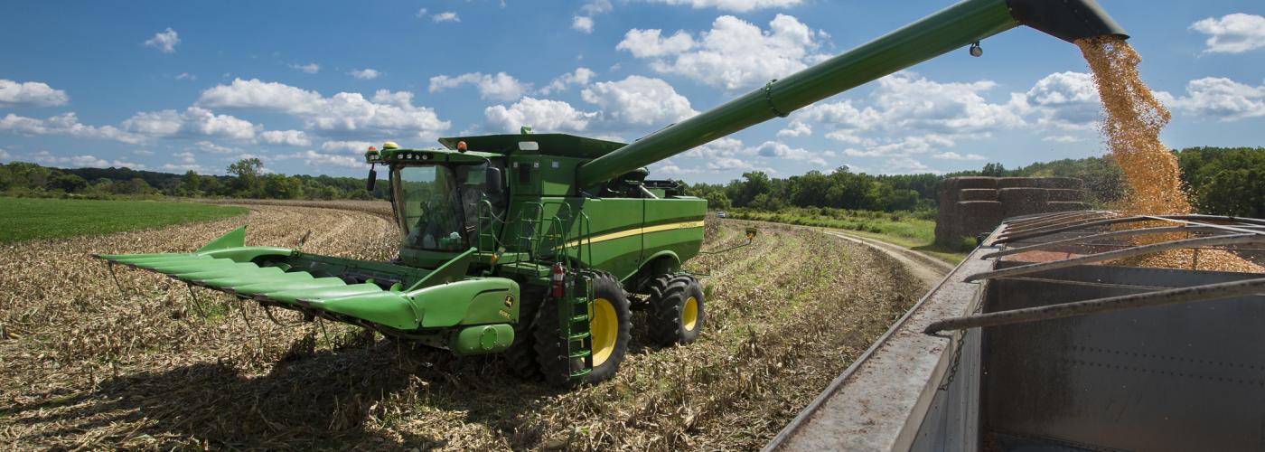 corn harvest