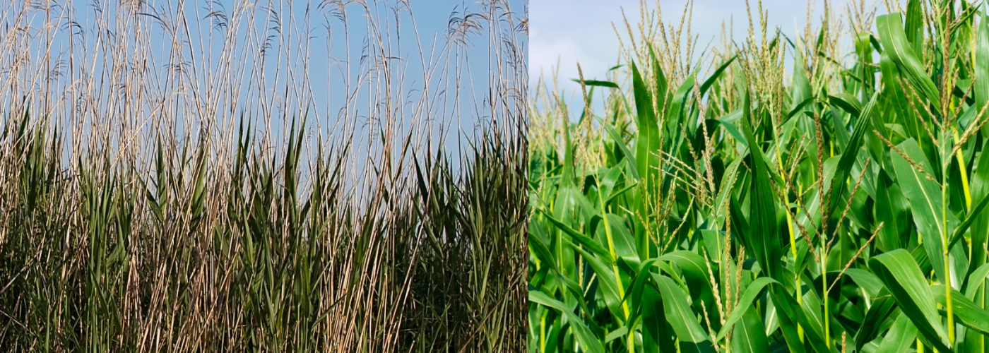 Manoomin and maize