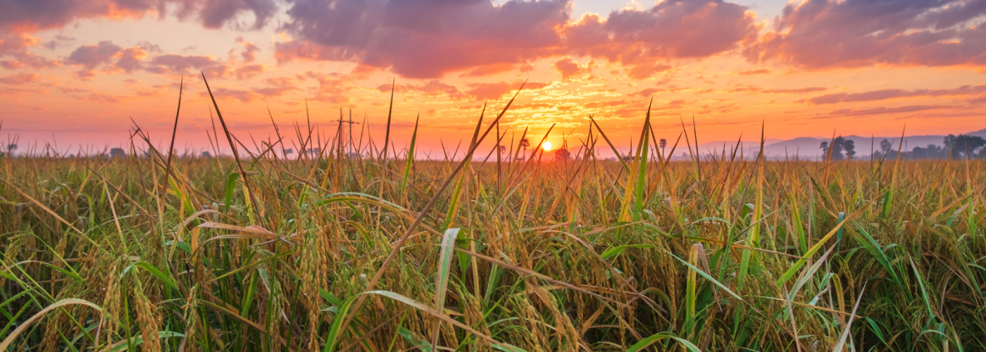 sunrise over wheat field