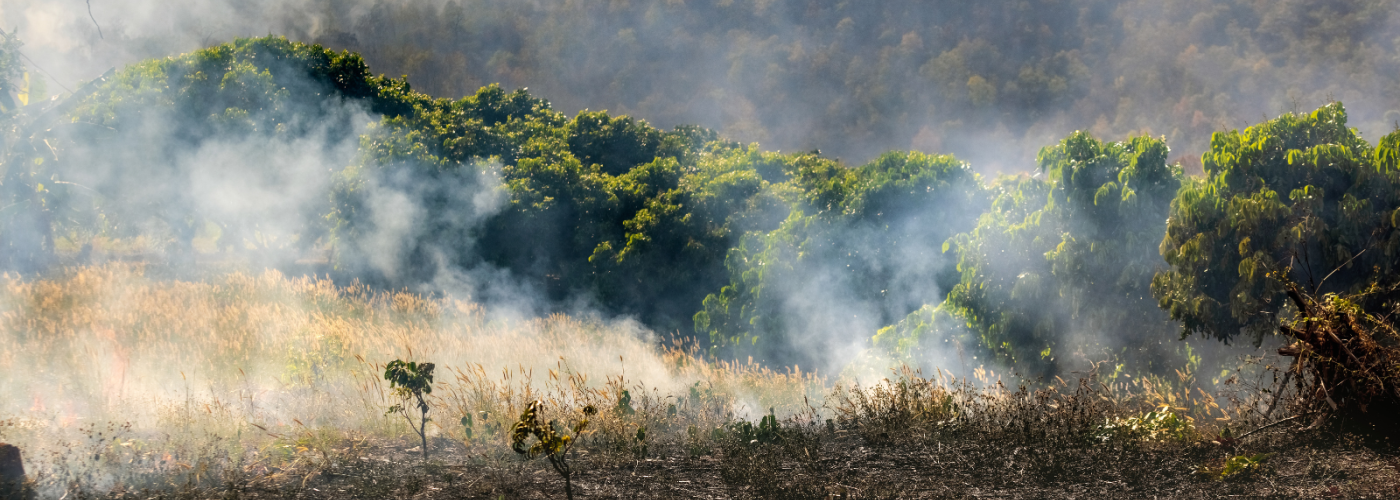 Brazil forest fire
