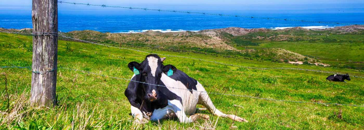 Cows on green grass near blue ocean