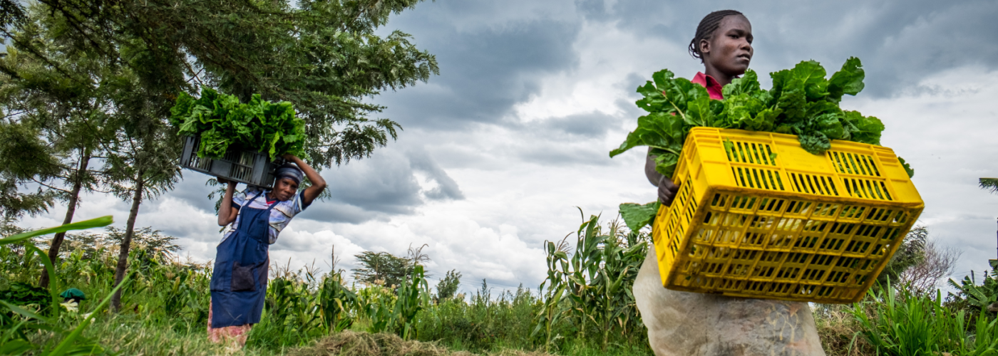 Two women harvesting greens