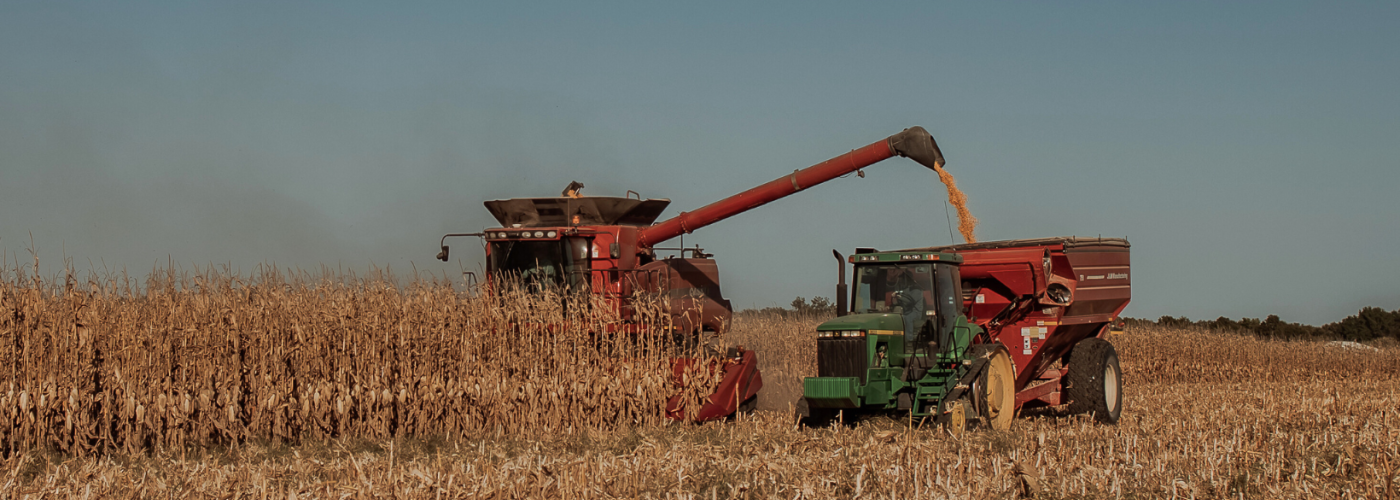 corn harvest