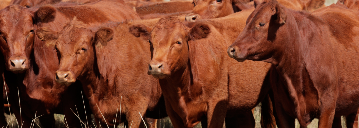 Image of cattle herd