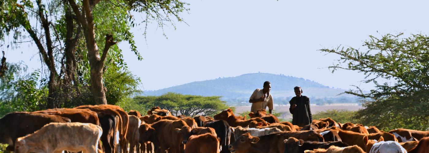 Livestock herd in Kenya