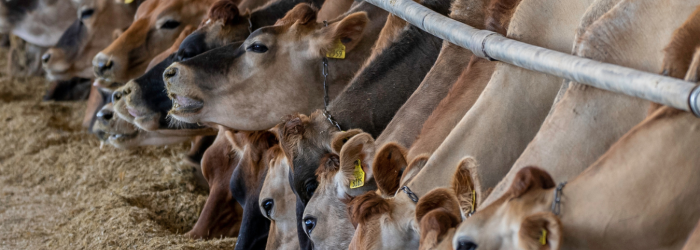 cows in a row
