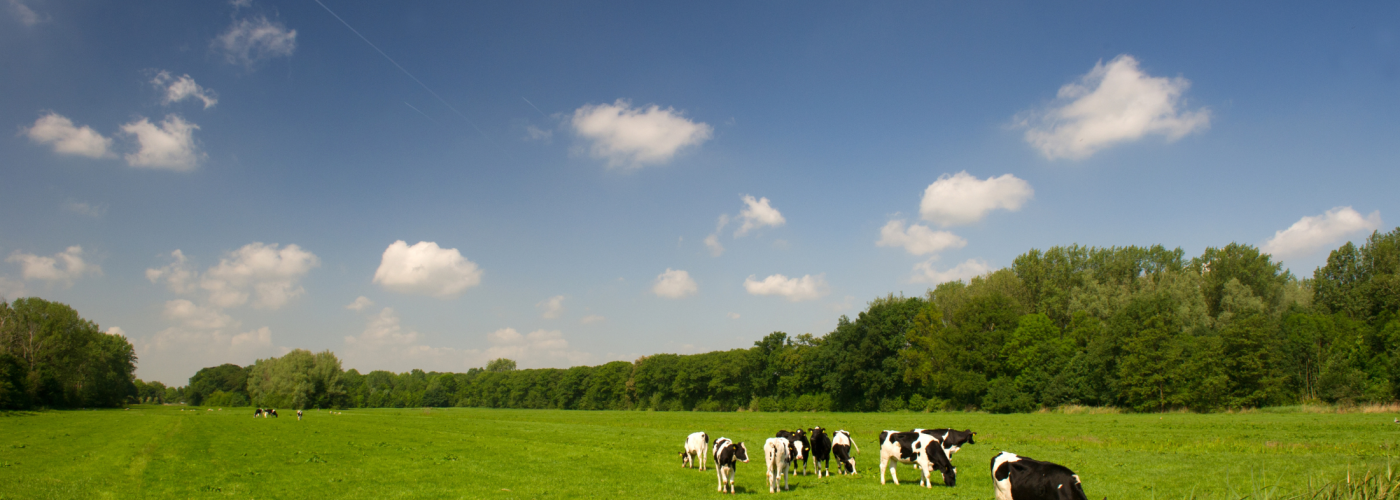 Cows grazing in a field