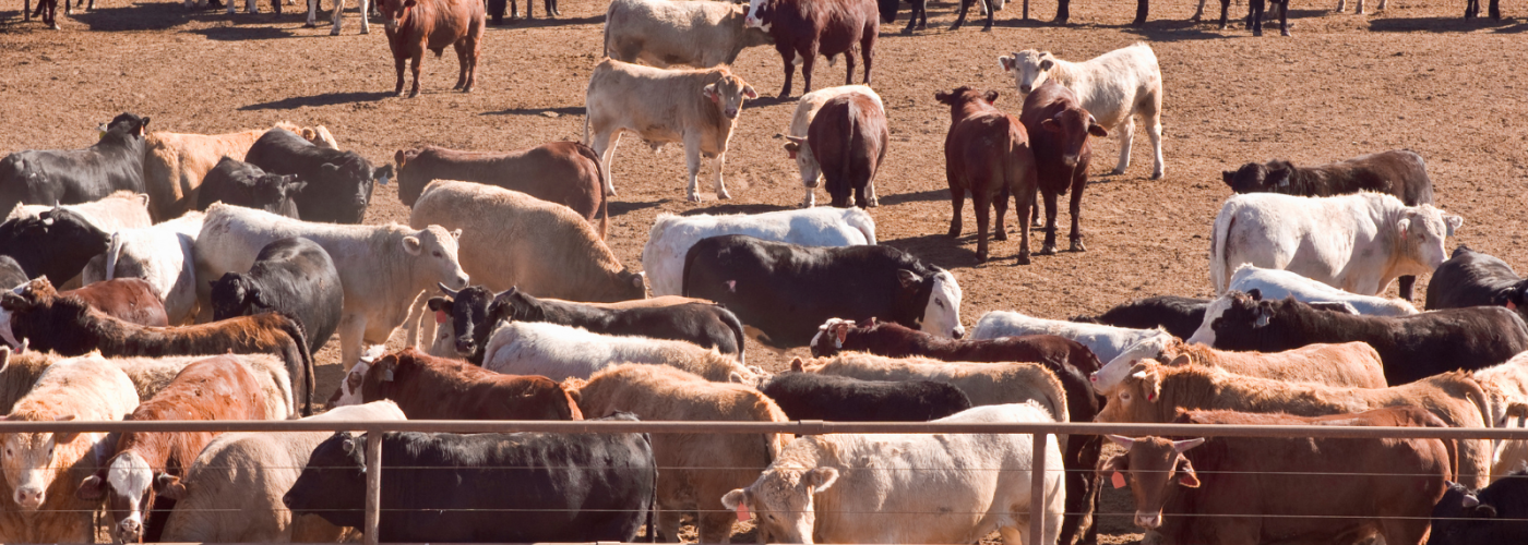 Cattle in stockyard