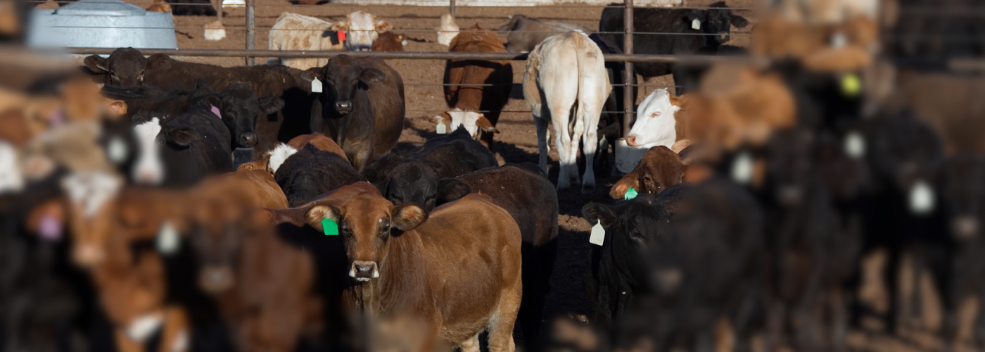 Blurry cows with one in focus