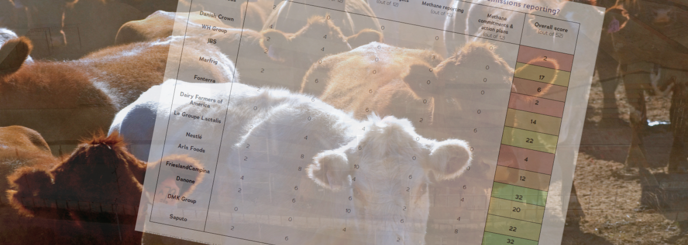 cows overlaid with scorecard