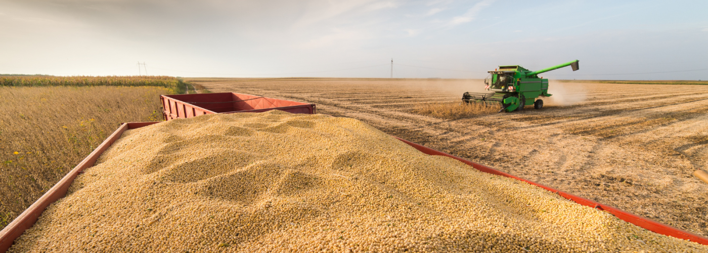 Soy harvest