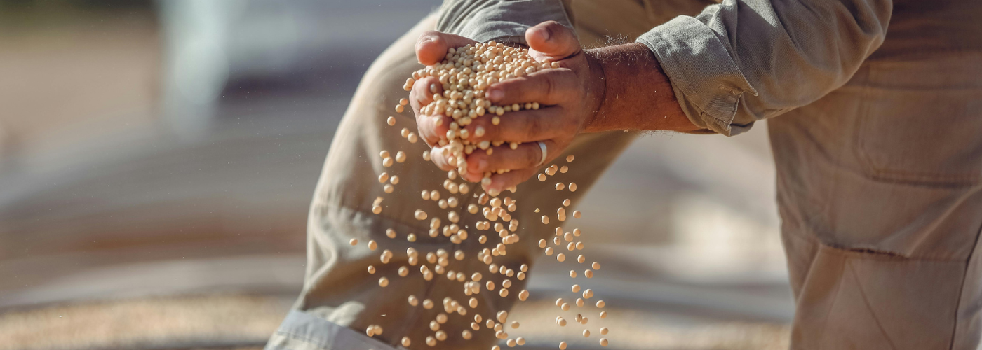 Soybeans falling through a man's fingers