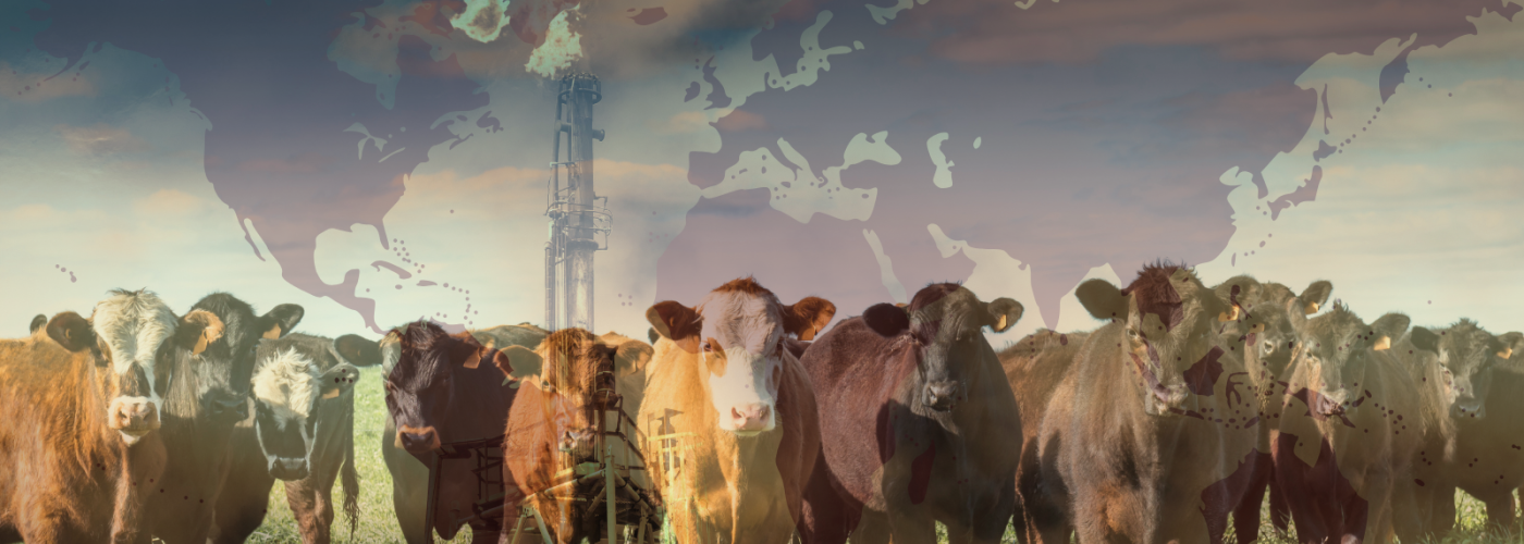 Cows overlaid with world map and natural gas methane flare
