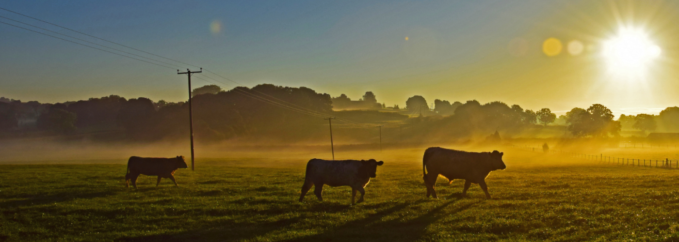 Three cows in front of setting or rising sun