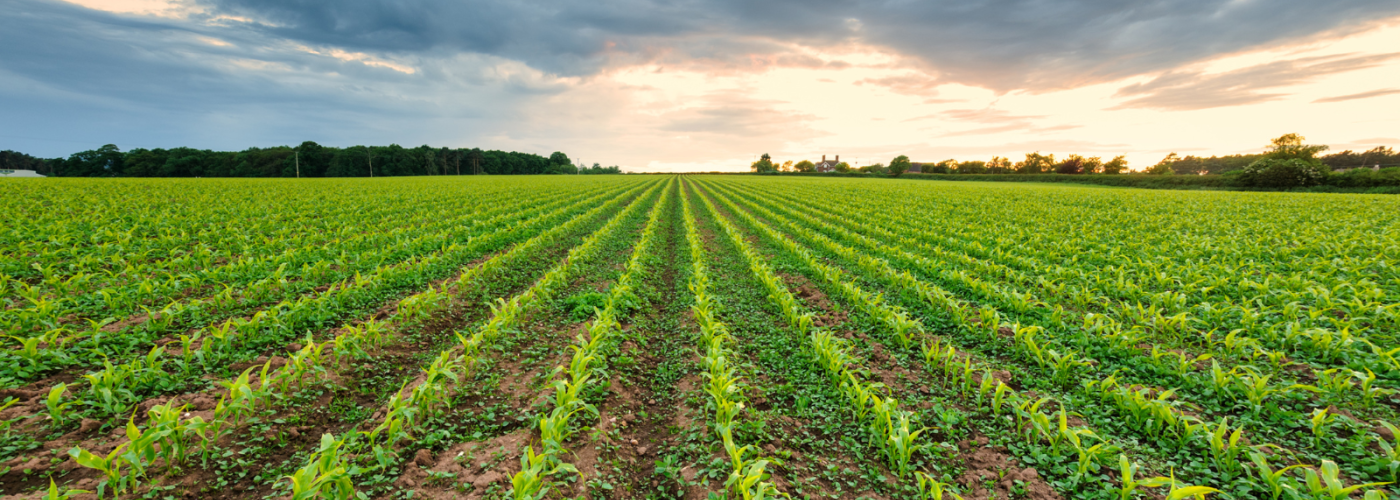 cover crop in corn field