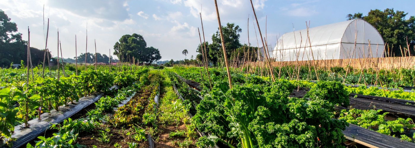 Kale and other vegetables on diverse healthy farm