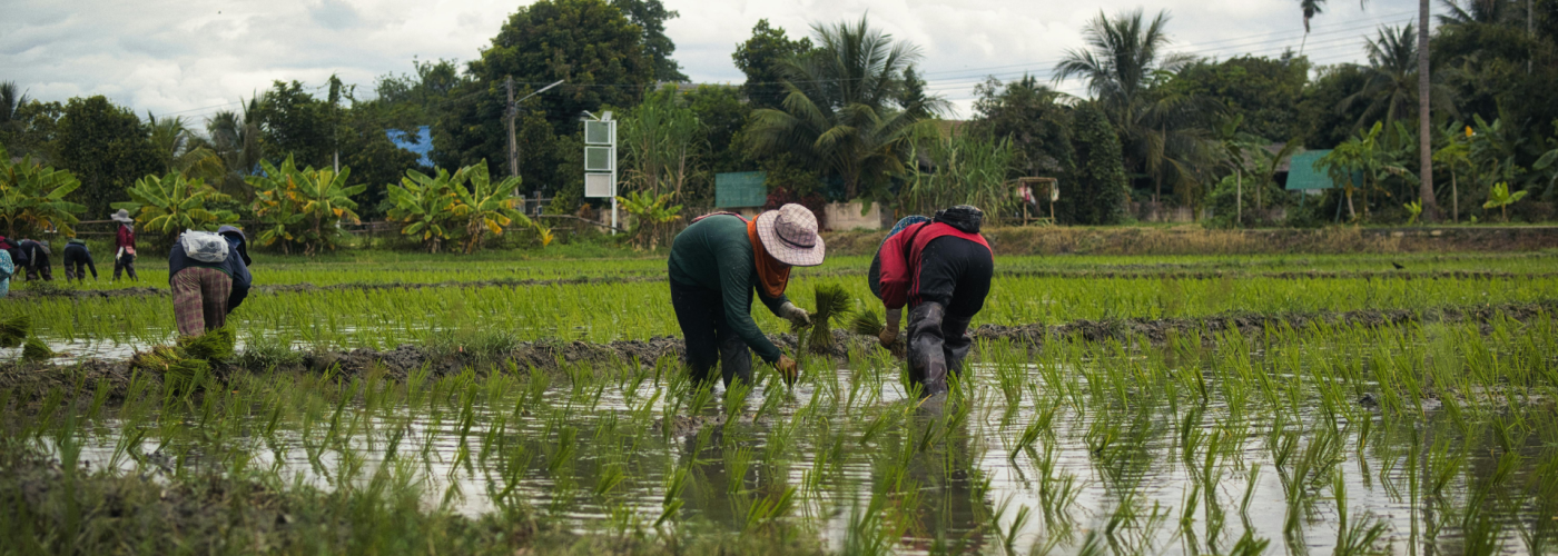 Workers in rice field