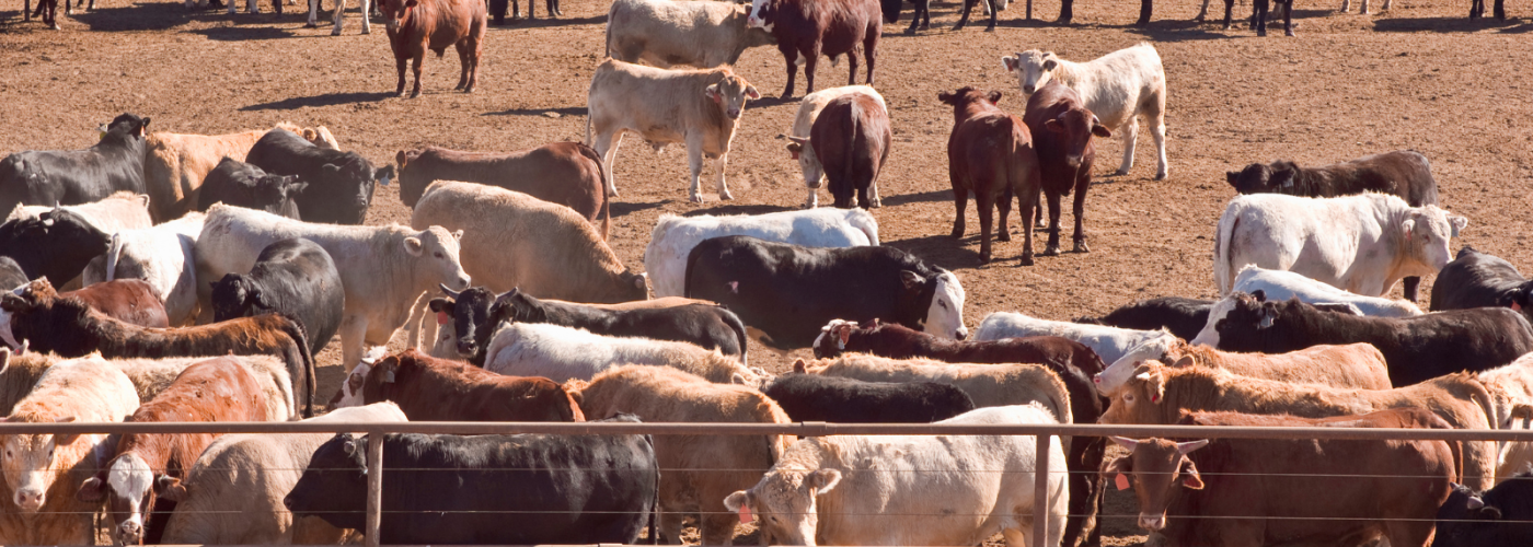 Cows in feedlot