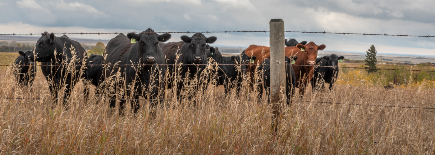 Alberta cattle