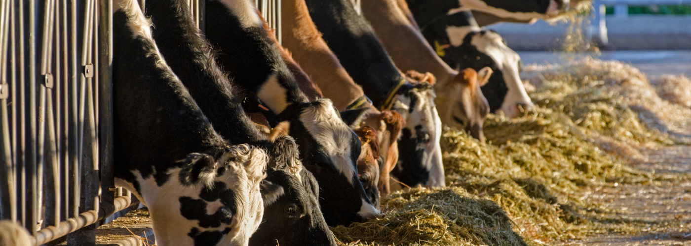 Dairy cows feeding