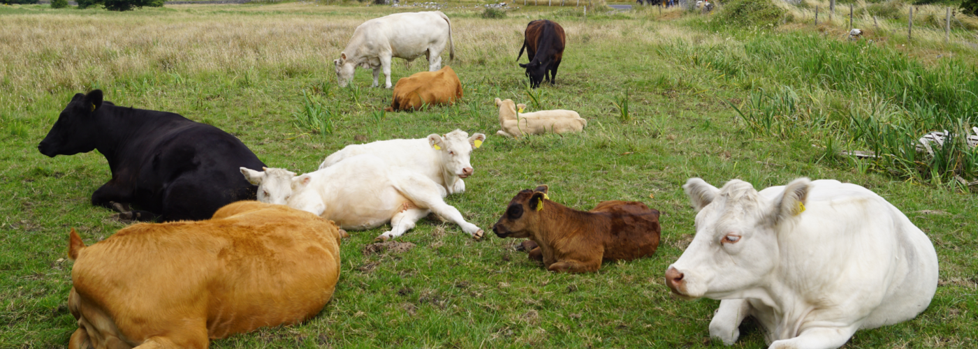 Irish cows