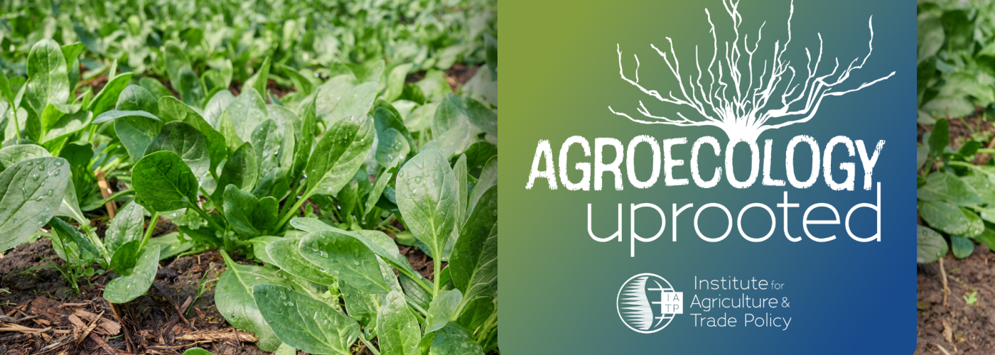 spinach growing and agroecology uprooted logo