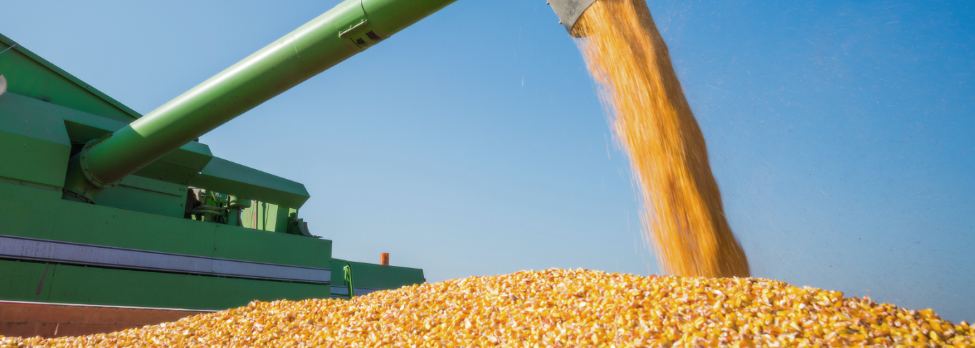 Large amount of corn