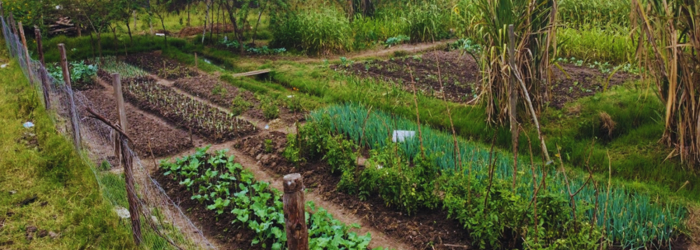 Crop beds at Grow Biointensive Agriculture Center of Kenya