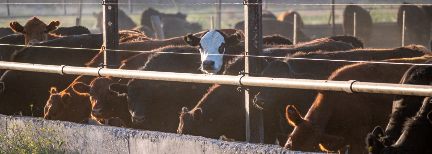 Argentina cattle feedlot