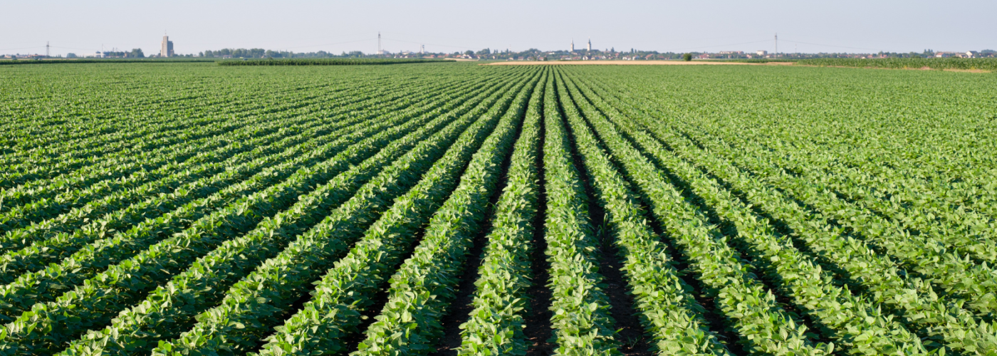 soy field