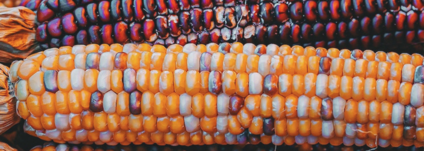 Red and yellow maize