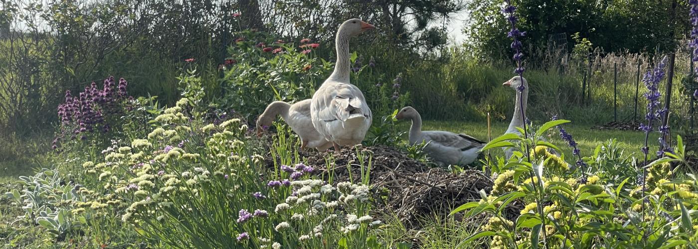 Geese and flowers
