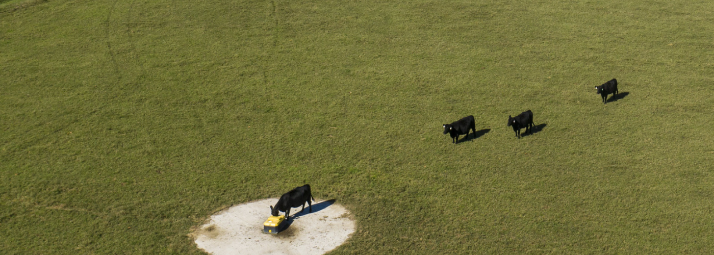 Cows waiting their turn for a drink