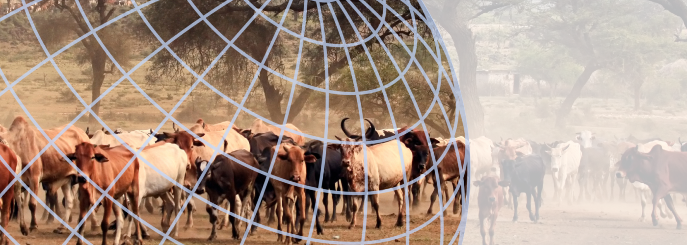 Cattle herd in African landscape overlaid with globe grid