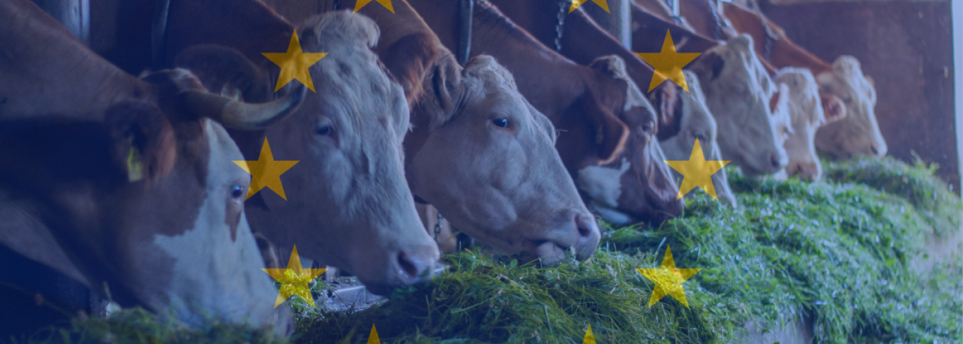 cows overlaid with EU flag