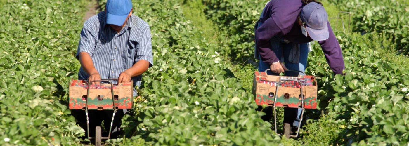 Undocumented farmworkers and the U.S. agribusiness economic model