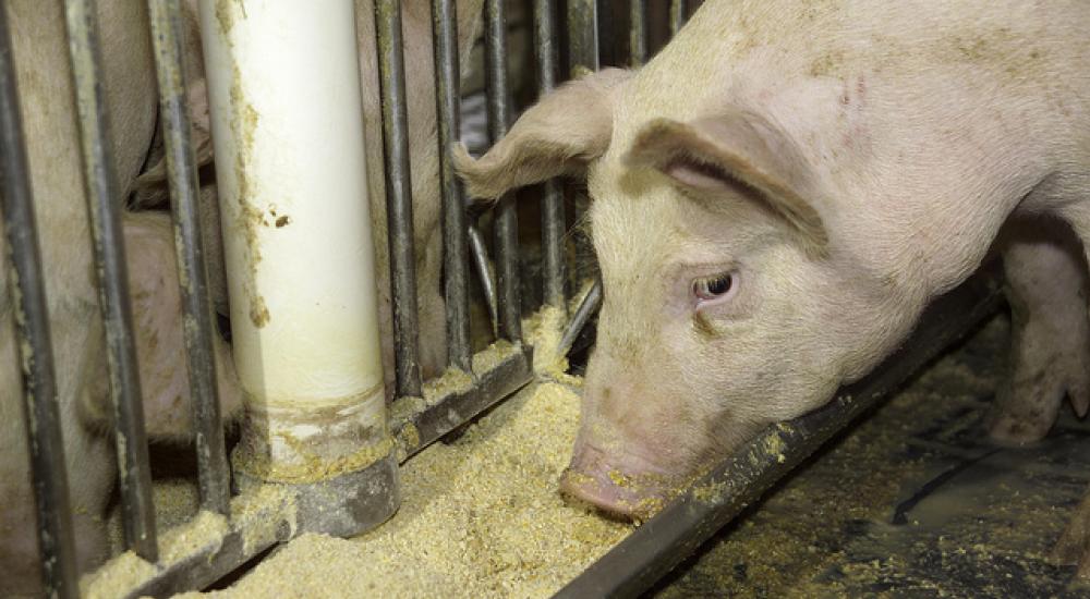 Babe’s new diet: Nanomaterials in animal feed