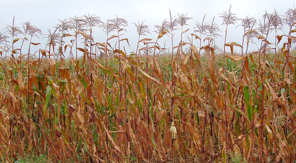 Rural climate confab leads to new network
