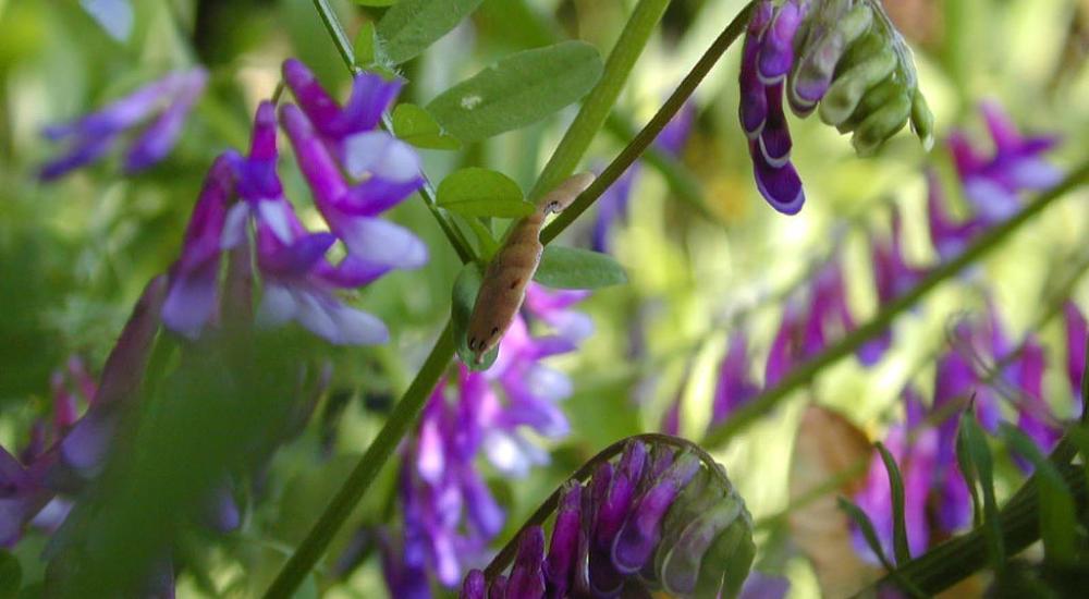 Minnesota's continuous living groundcover