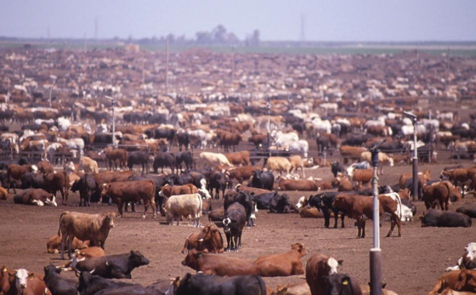 cows in a crowded feed lot