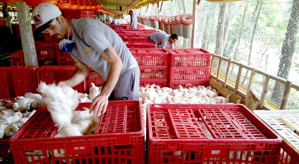 Chicken catcher_André Campos-Repórter Brasil