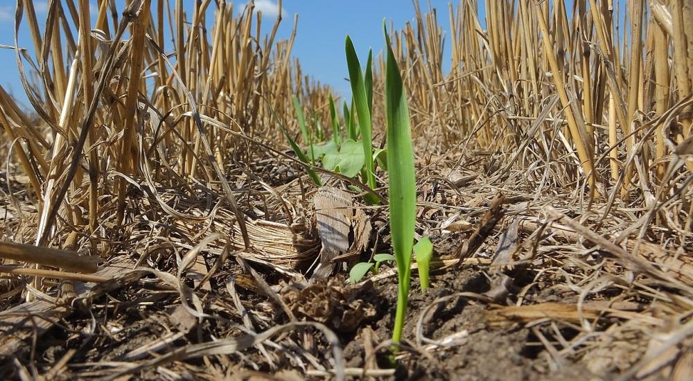 Cover Crops in North Dakota