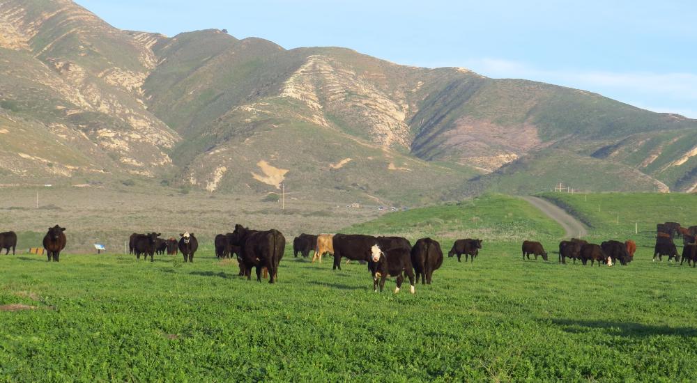 Grass fed beef