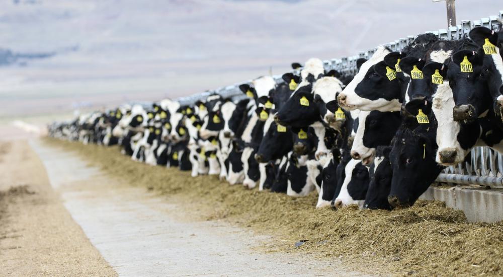 Dairy Cattle