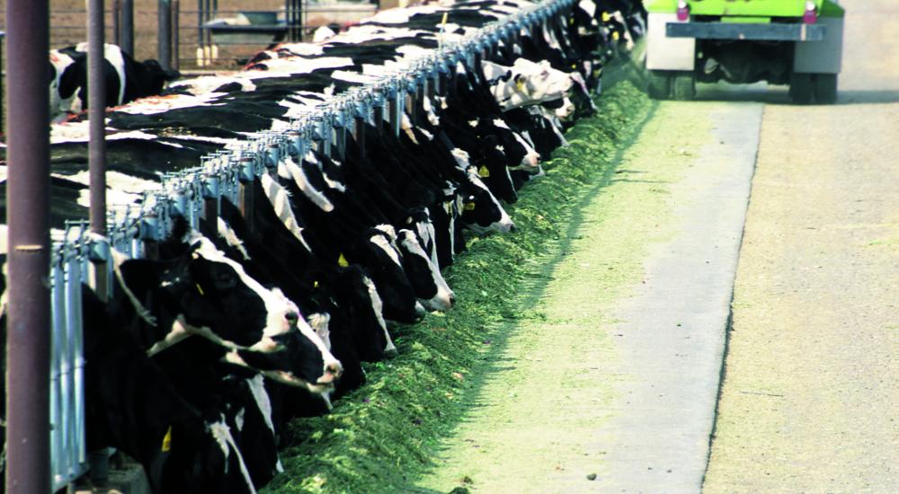 Confined feeding operations of cattle. Yuma, Az.